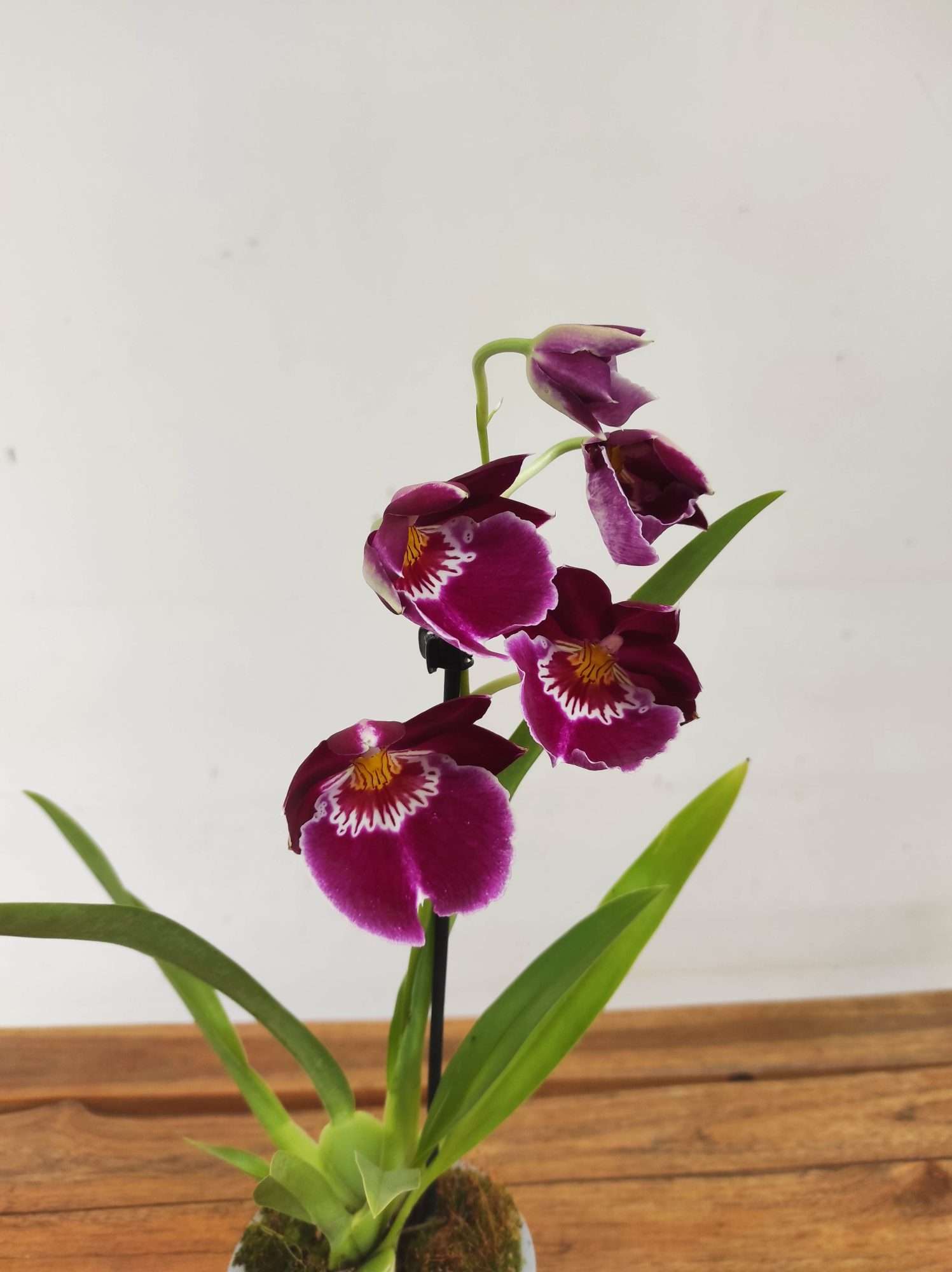 Miltonia V.12