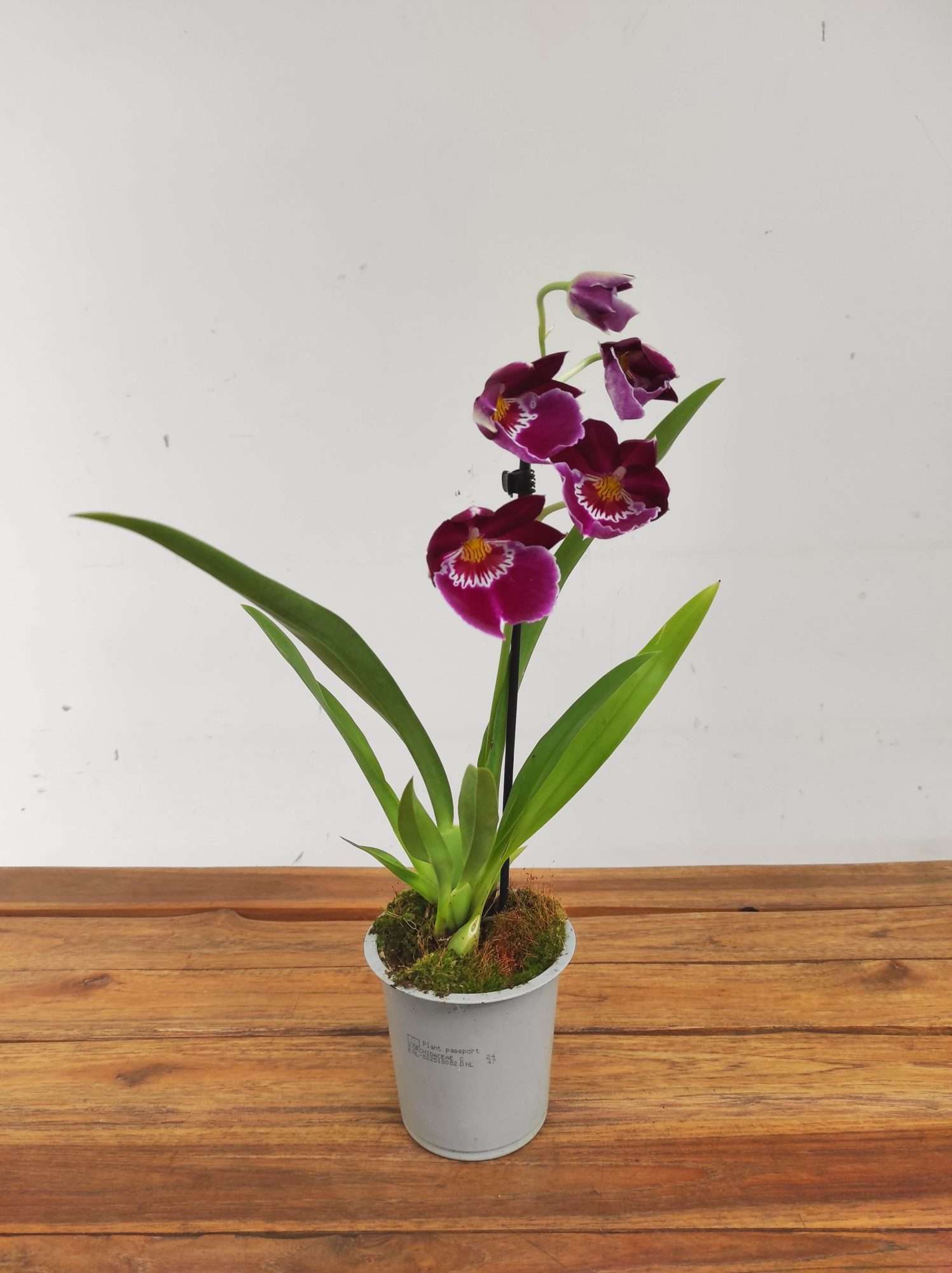 Miltonia V.12 - Image 2