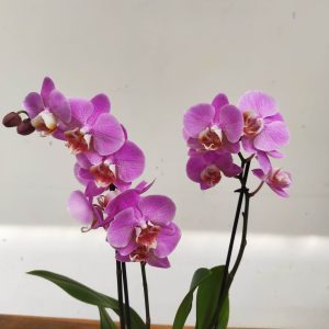 Phalaenopsis - 2 Hastes