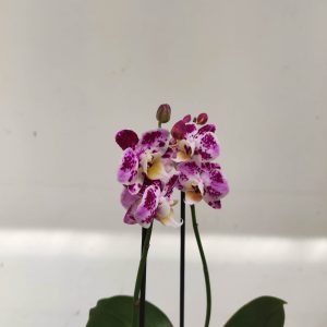 Phalaenopsis - 2 Hastes