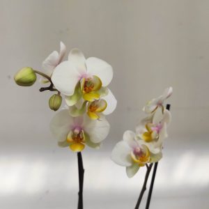 Phalaenopsis - 2 Hastes