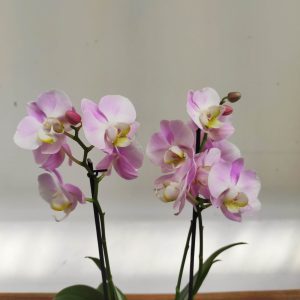 Phalaenopsis - 2 Hastes