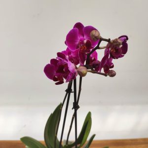 Phalaenopsis - 2 Hastes