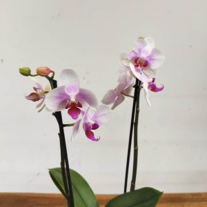 Phalaenopsis - 2 Hastes