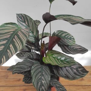 Calathea Sanderiana V.19