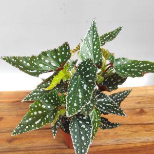 Begonia Maculata Spotlight Green - V.12