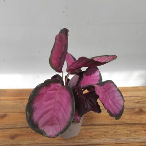 Calathea Roseopicta - V.12