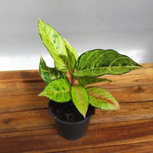 Aglaonema Lucky - V.13