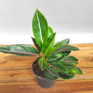 Aglaonema Green Star - V.13