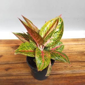 Aglaonema Starshine - V.13