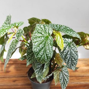Begonia Maculata Wightii Snowcap - V.17