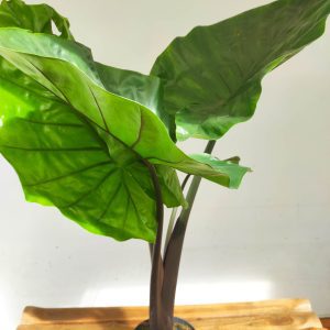Alocasia Dark Star - V.21