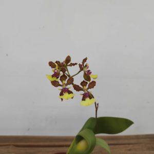 Oncidium Lanceanum V.12