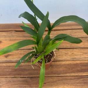 Miltonia Hybrida 'Sem Flor' - V.9