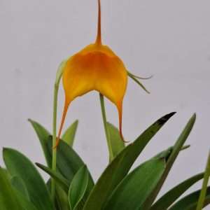 Masdevallia BellaVallia - V.9