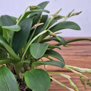 Masdevallia Graciae - V.6