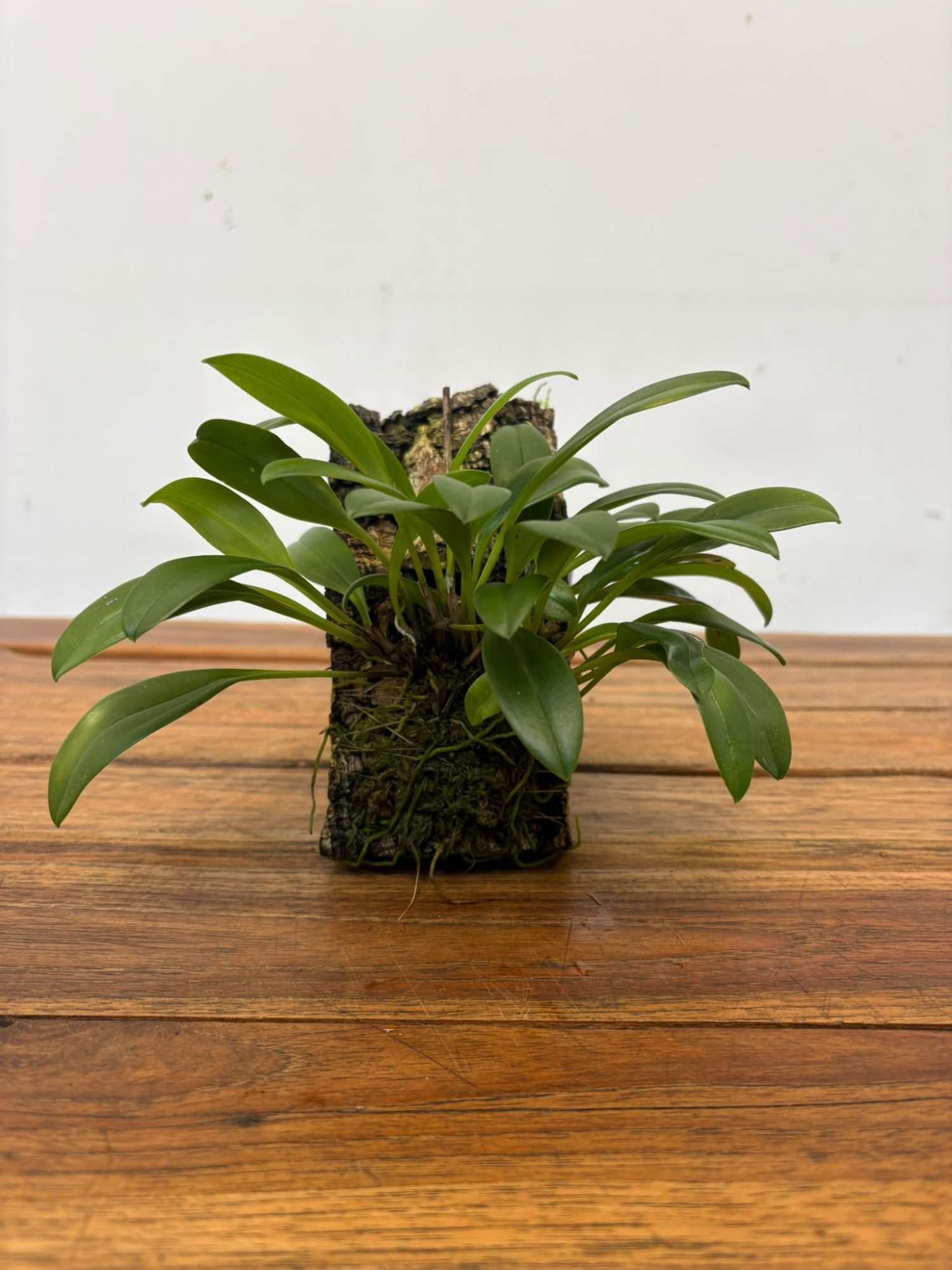 Masdevallia Triangularis - Montagem Cortiça - Image 2