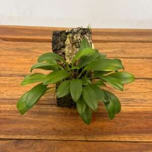 Masdevallia Triangularis - Montagem Cortiça