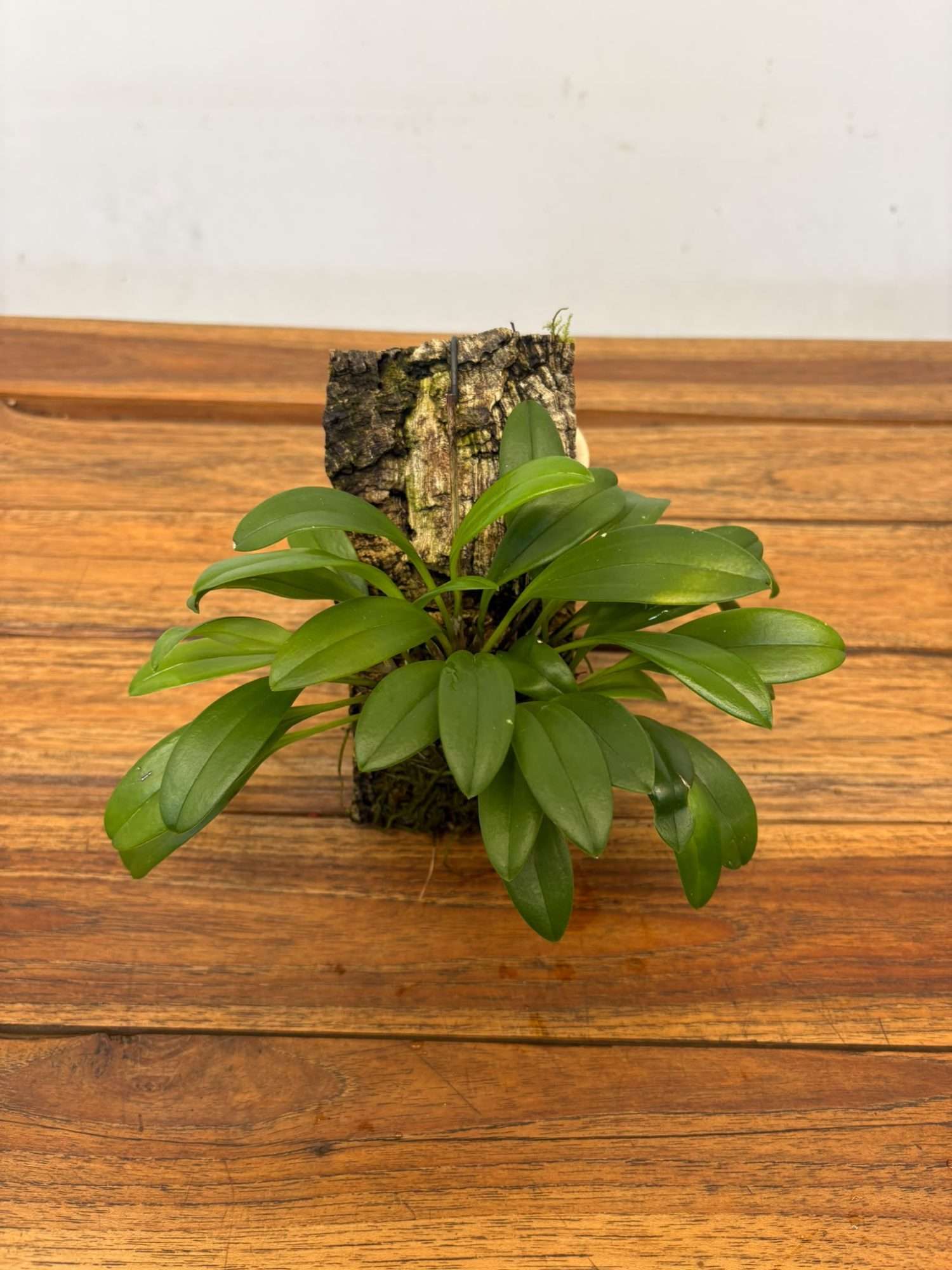 Masdevallia Triangularis - Montagem Cortiça