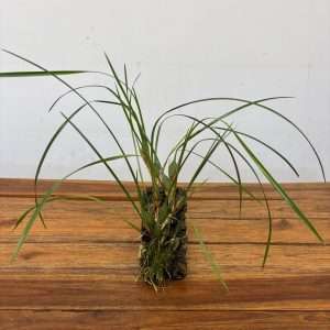 Maxillaria Mix Kurk - Montagem Cortiça