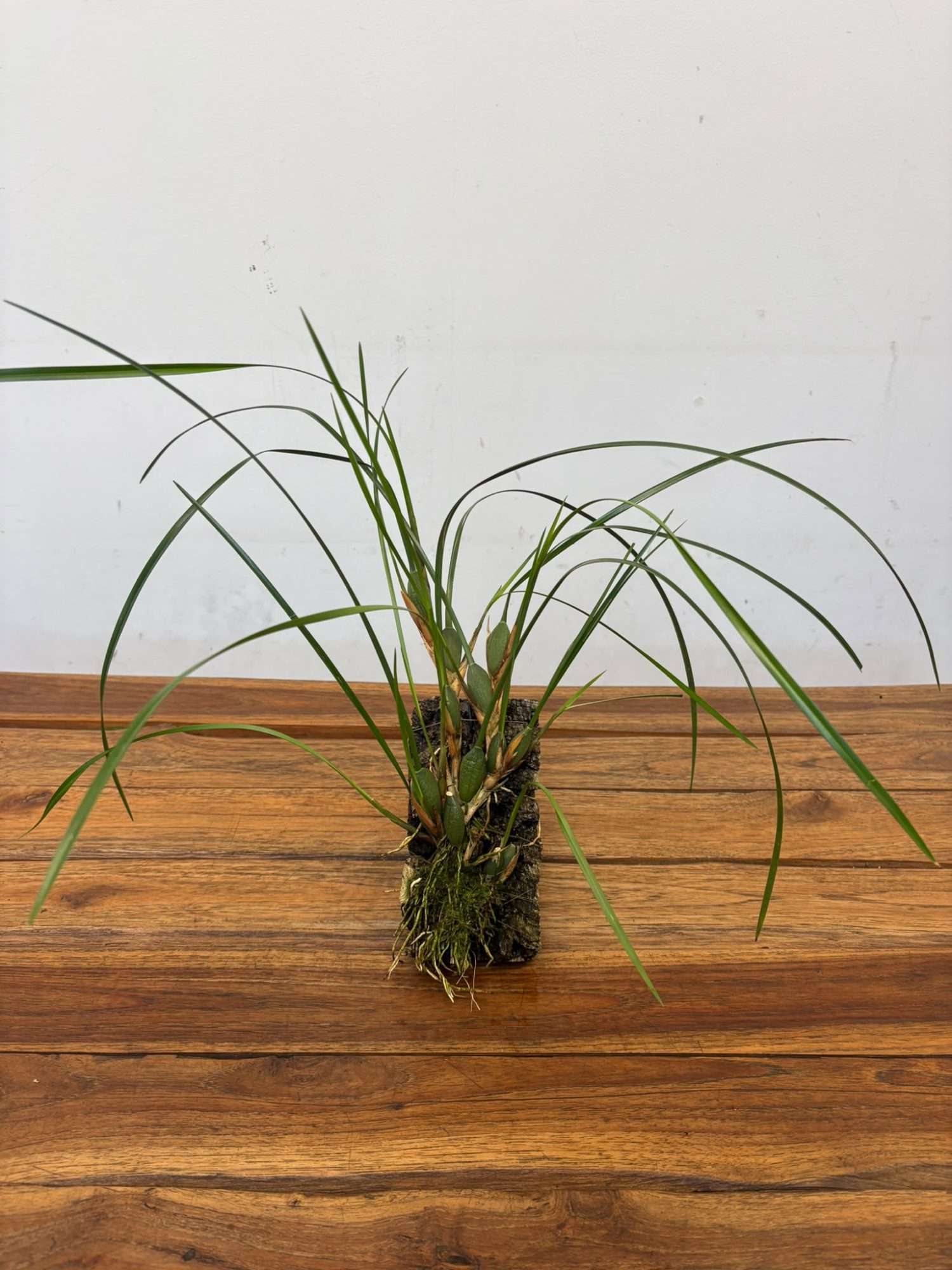 Maxillaria Mix Kurk - Montagem Cortiça