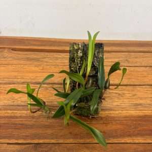 Bulbophyllum Falcatum - Montagem Cortiça