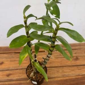 Dendrobium Lucky Girl - V.12