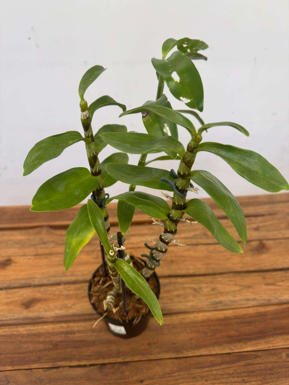 Dendrobium Lucky Girl - V.12