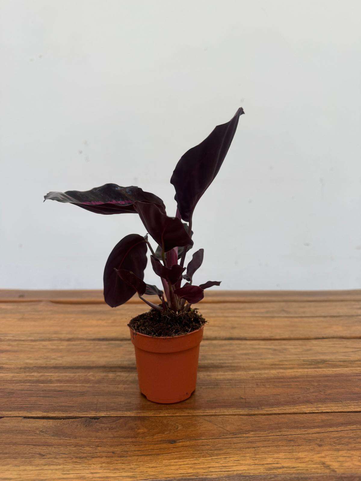 Calathea Roseopicta 'Dottie' - V.7 - Image 3