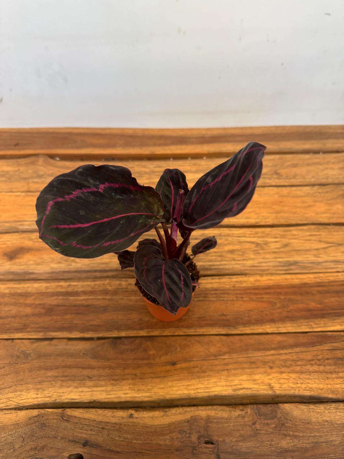 Calathea Roseopicta 'Dottie' - V.7 - Image 2