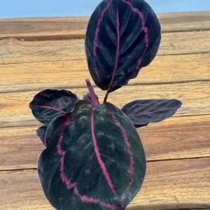 Calathea Roseopicta 'Dottie' - V.7