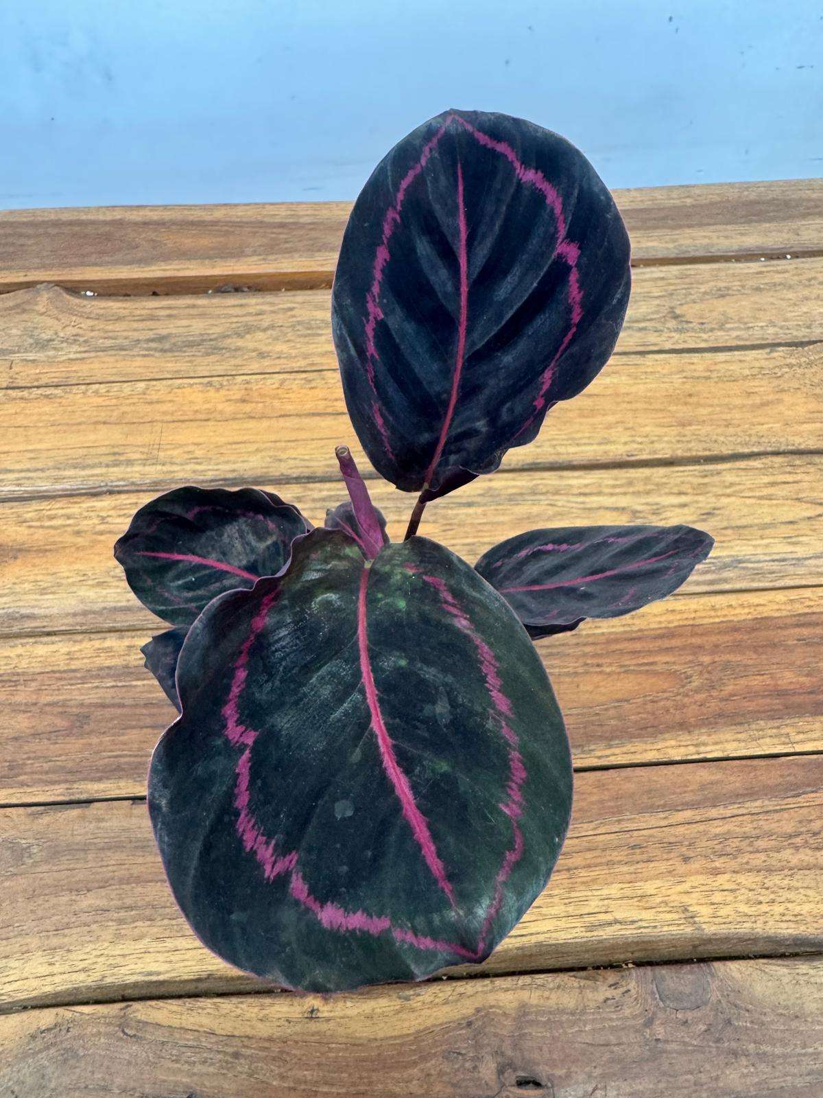 Calathea Roseopicta 'Dottie' - V.7