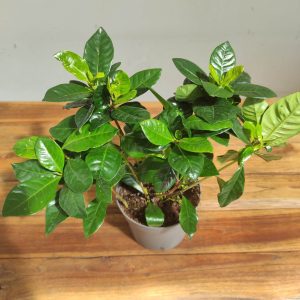 Gardenia Jasminoides