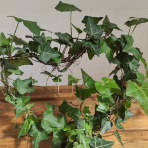 Hedera Helix - V.10