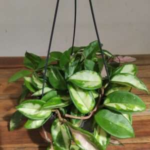 Hoya Carnosa - Suspensão