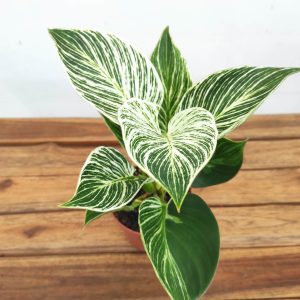 Philodendron White Wave - V.12
