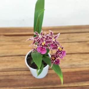 Brassia Summer Dream - V.9