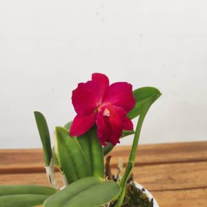 Cattleya V.12