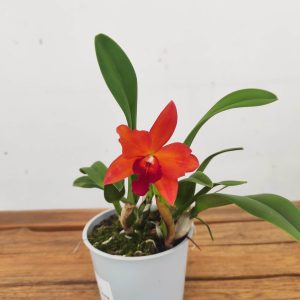Cattleya V.12