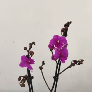 Phalaenopsis Special- V.12