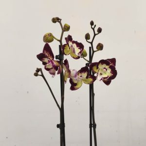 Phalaenopsis Special- V.12