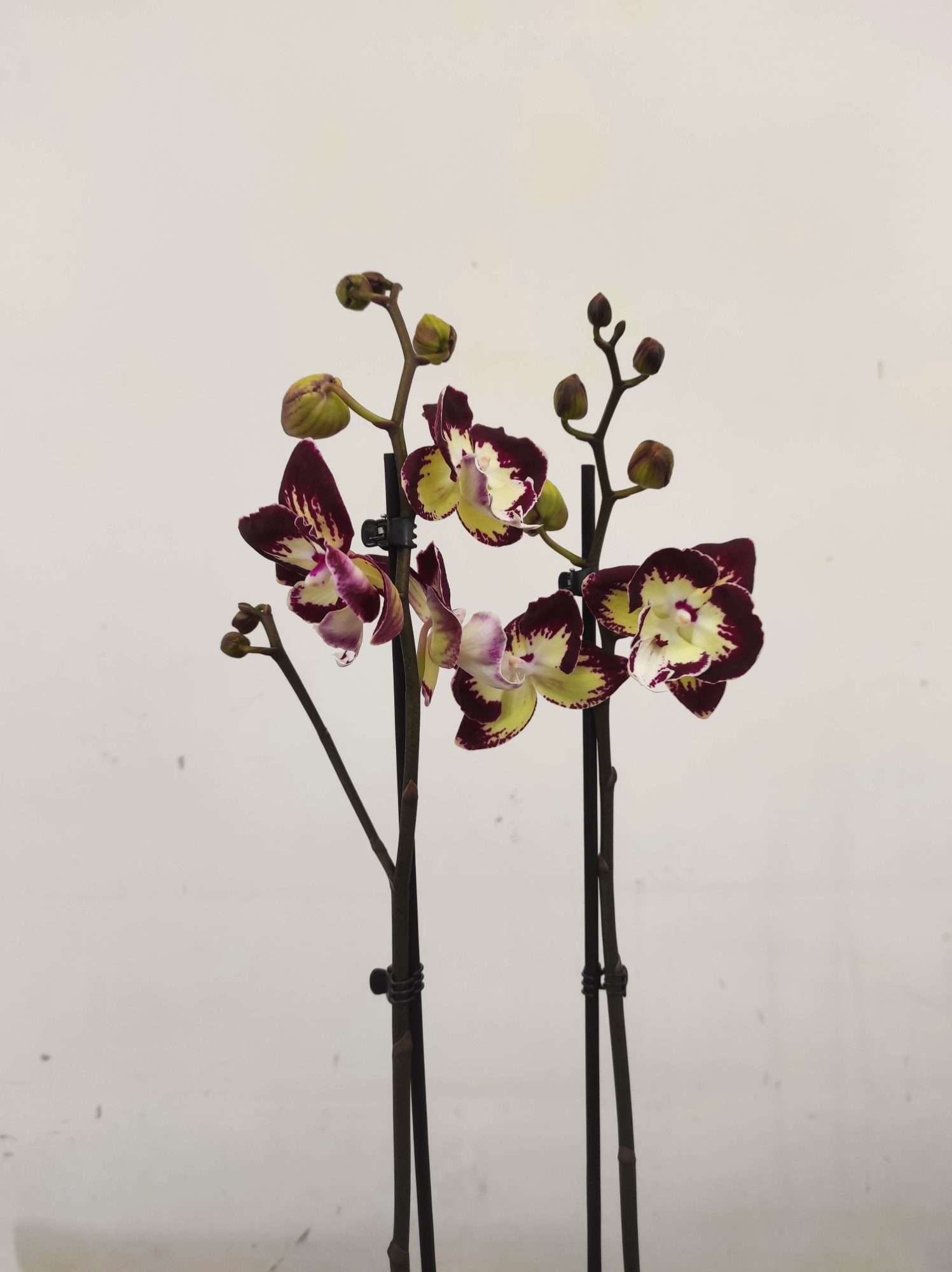 Phalaenopsis Special- V.12