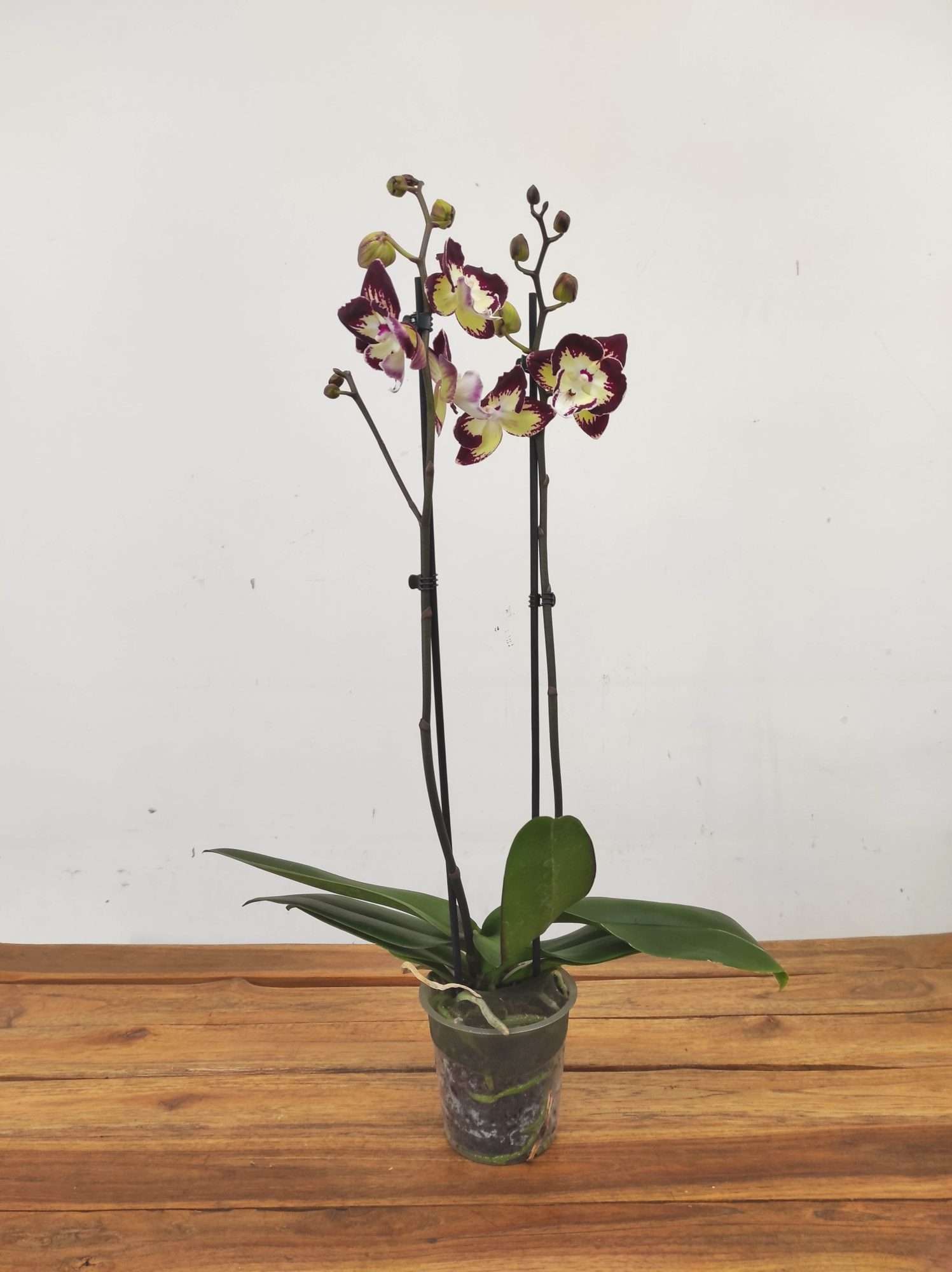 Phalaenopsis Special- V.12 - Image 2