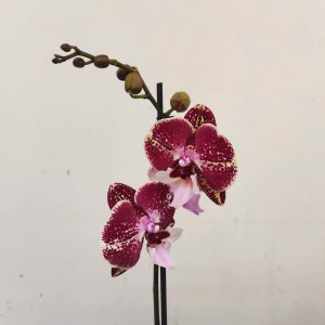Phalaenopsis Special- V.12