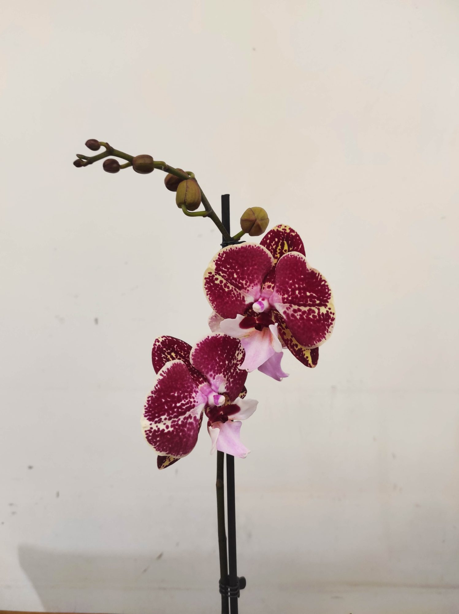 Phalaenopsis Special- V.12