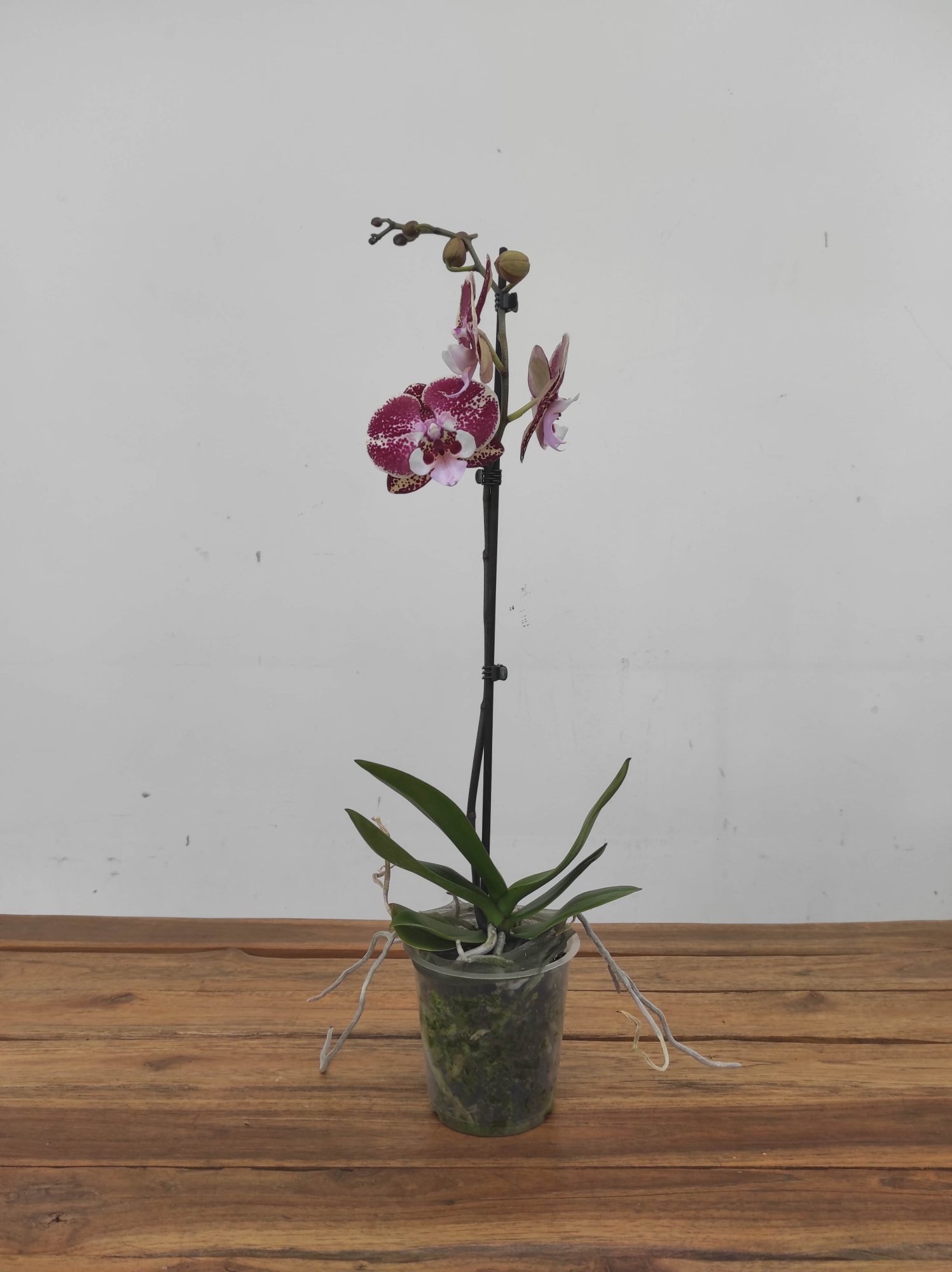 Phalaenopsis Special- V.12 - Image 2
