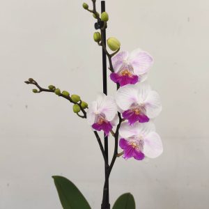 Phalaenopsis Pink + Lila Lip - 1 Haste