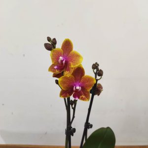 Phalaenopsis Orange/Yellow - 2 Hastes