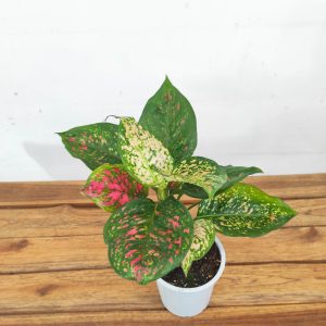 Aglaonema - V.12