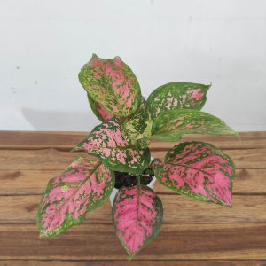 Aglaonema - V.12